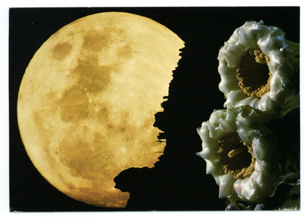 Postcard