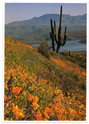 Postcard