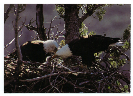 Postcard